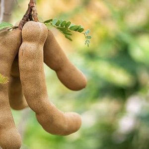 1K.G TATUL (তেতুল)